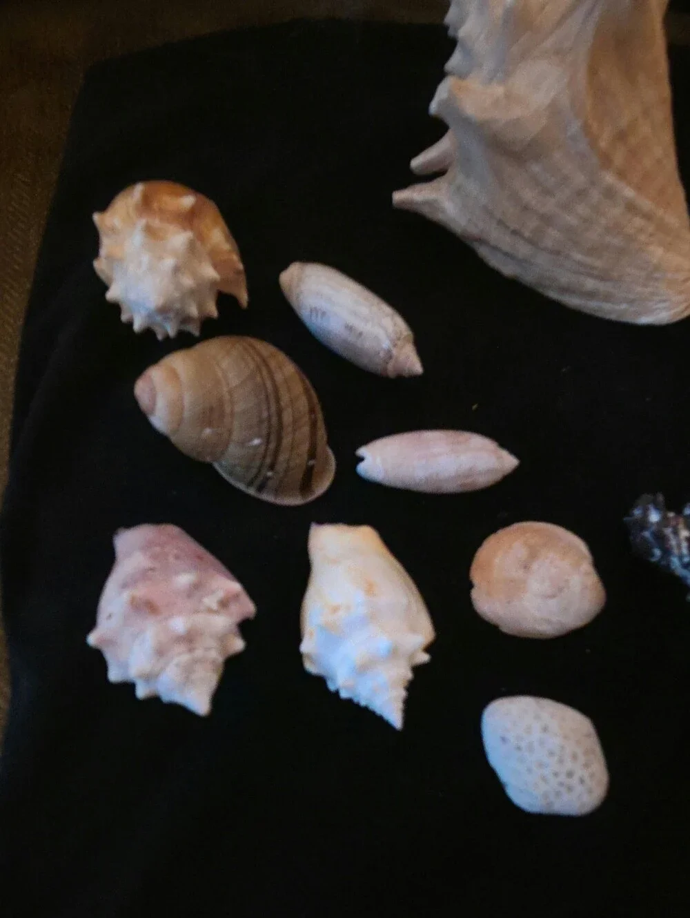 N/A decor decorative
