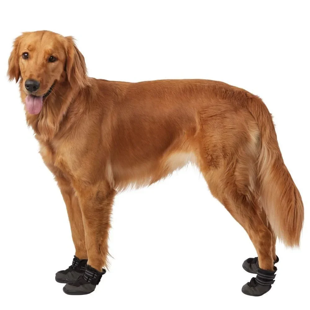 Top Paw stylish dog