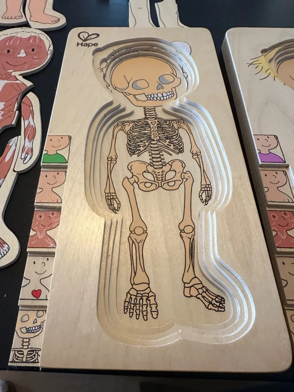 Hape anatomy shape illustrations