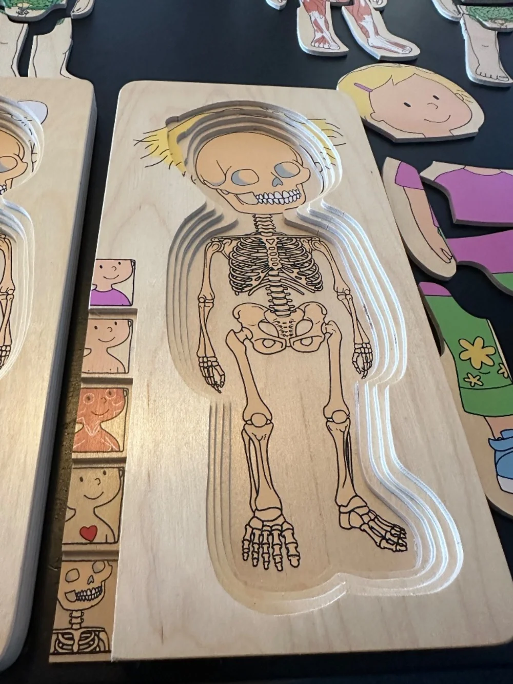 Hape anatomy sequencing combined