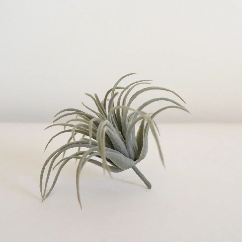 N/A great terrarium