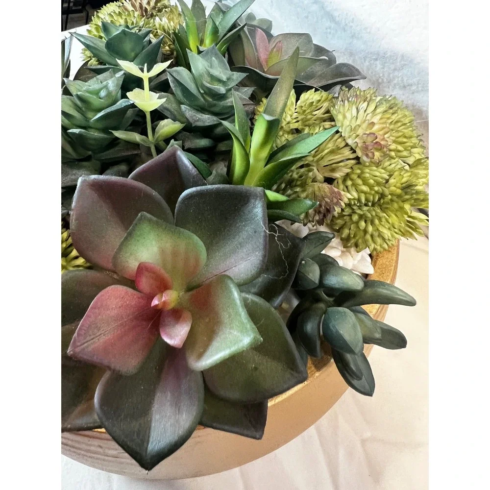 Unbranded sophisticated any echeveria