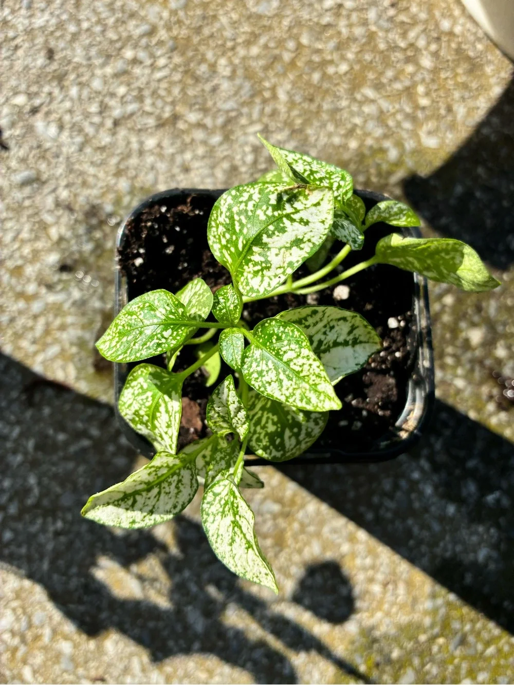 N/A attractive green