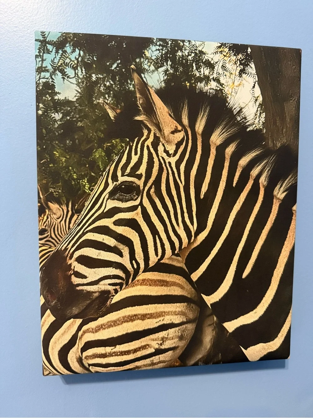 Original Canvas Wall Art - “Zebra Love” - 11 x 14