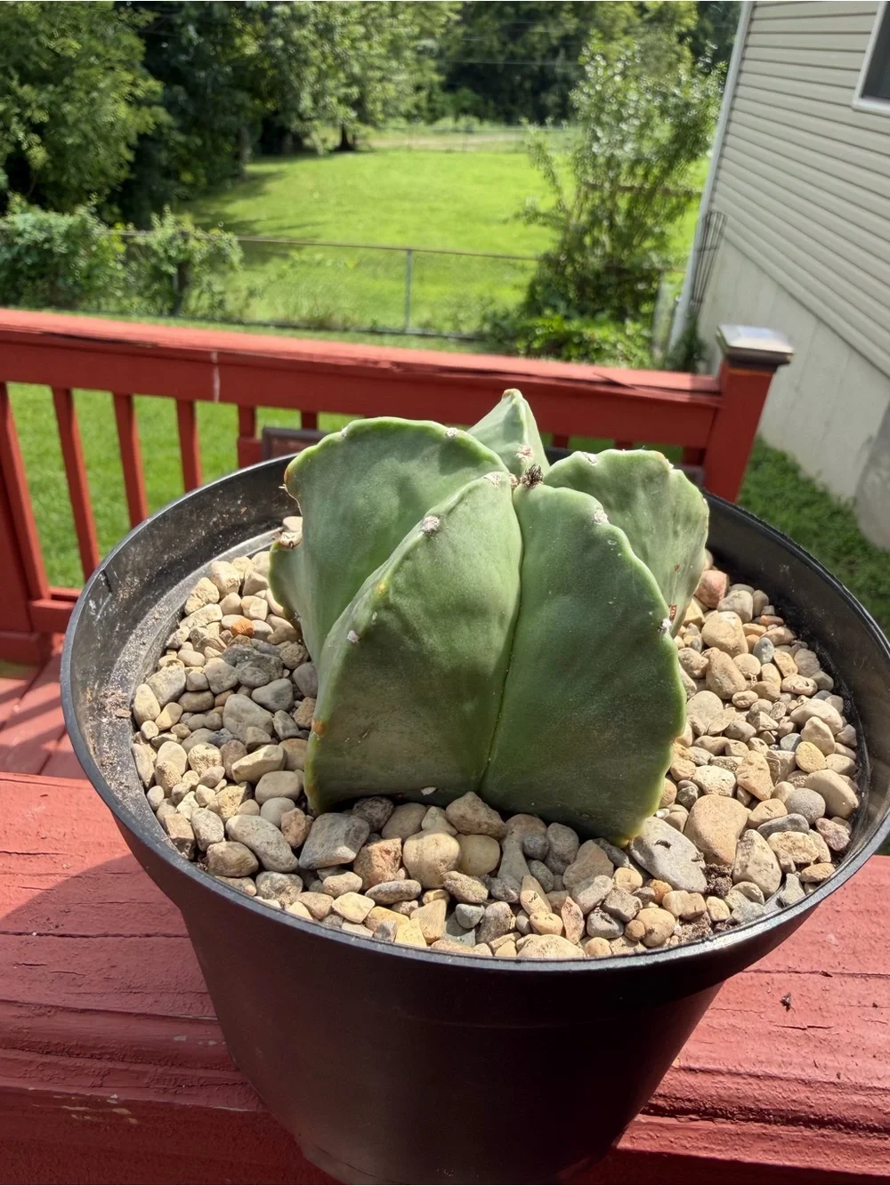Astrophytum (likely myriostigma / hybrid) Cactus