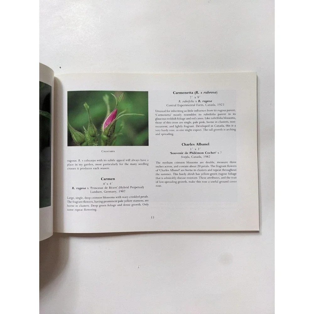 N/A rosa rugosa