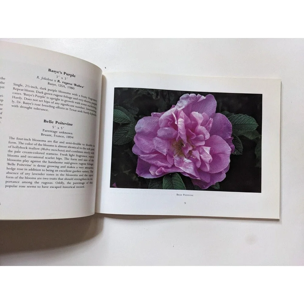 N/A rosa rugosa