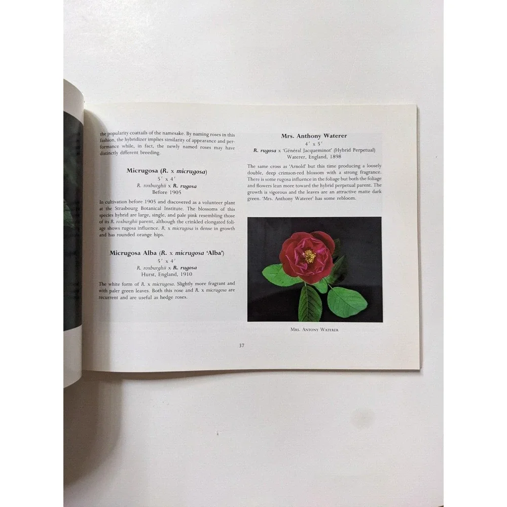 N/A rosa rugosa