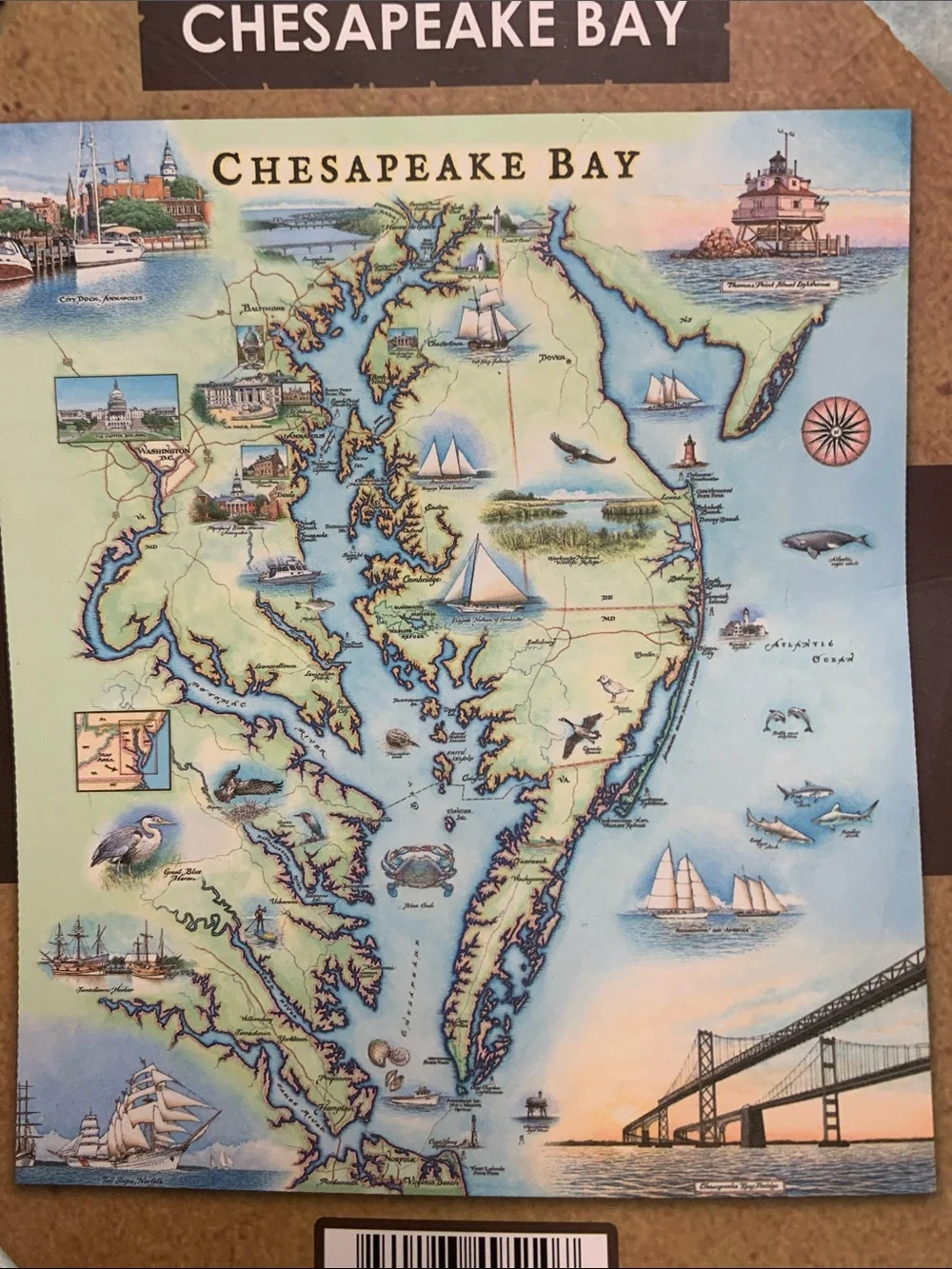 Chesapeake Bay brand new