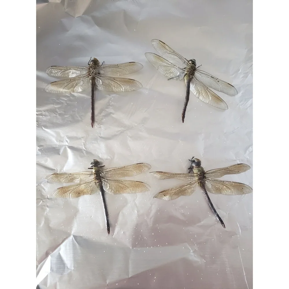 N/A real dragonfly