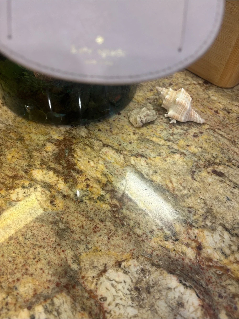 kate spade cute owl