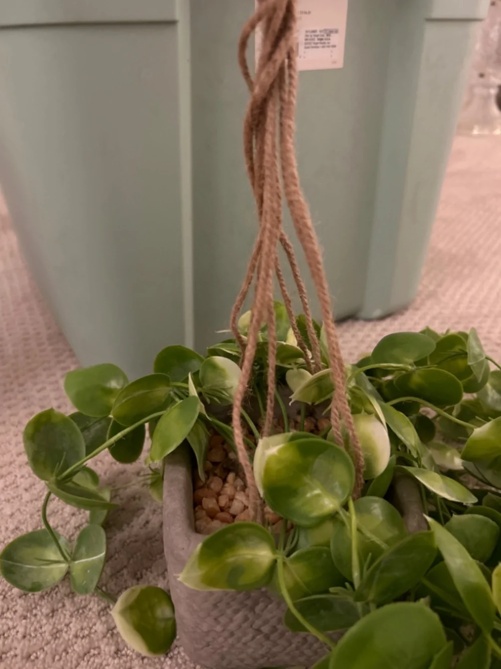 Target long ivy