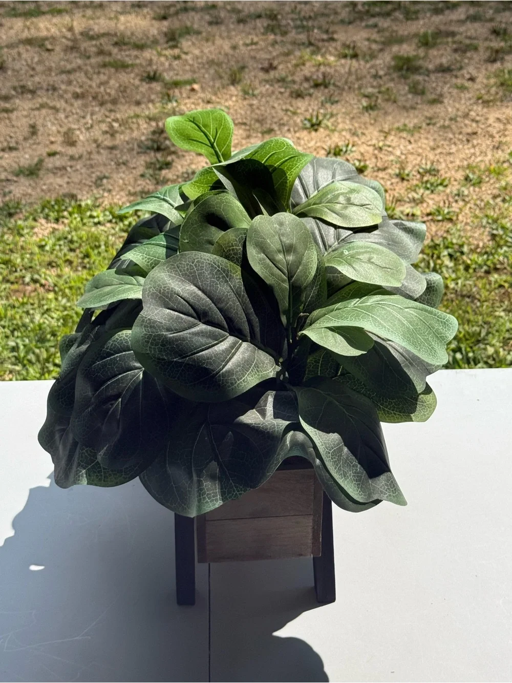 N/A decorative plant