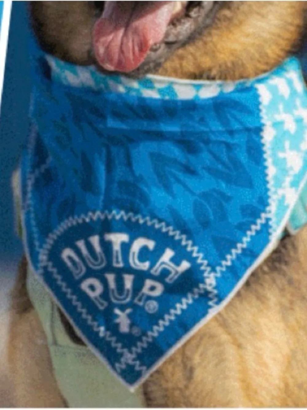 Dutch Bros mystery dog