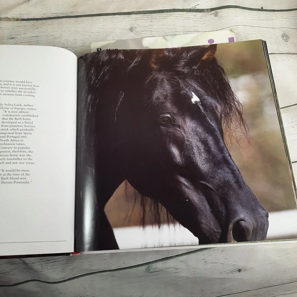 Metro Books book horses