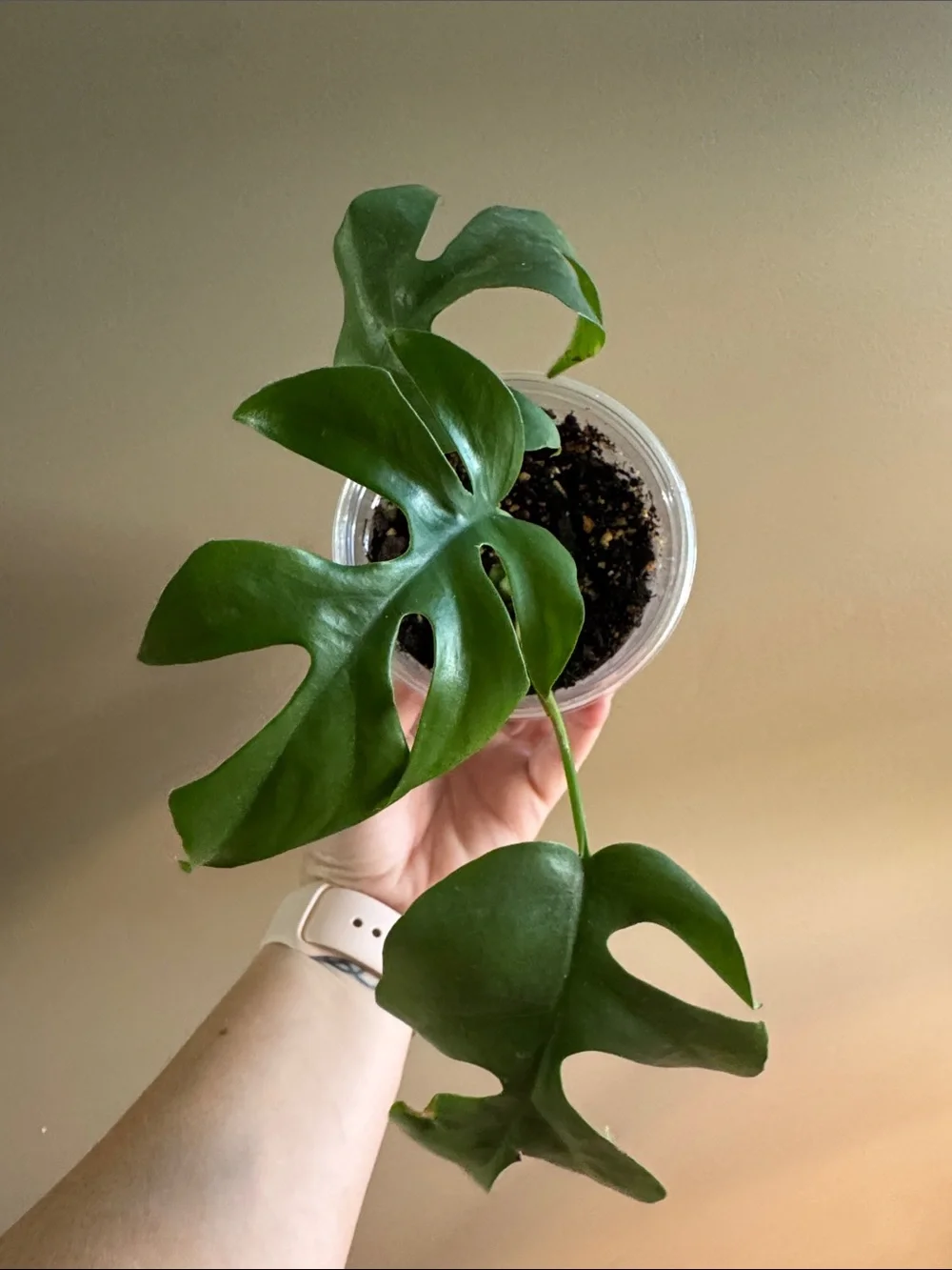 N/A healthy monstera