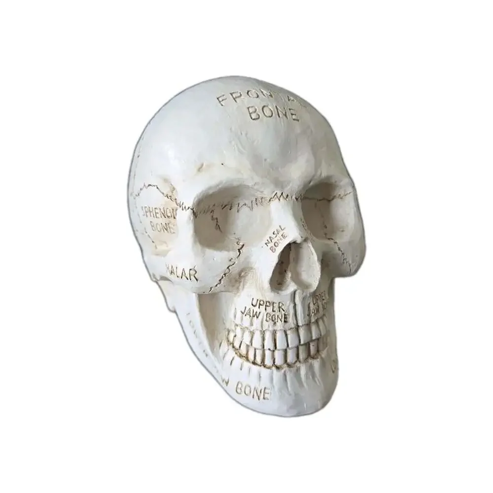 Unbranded new anatomical