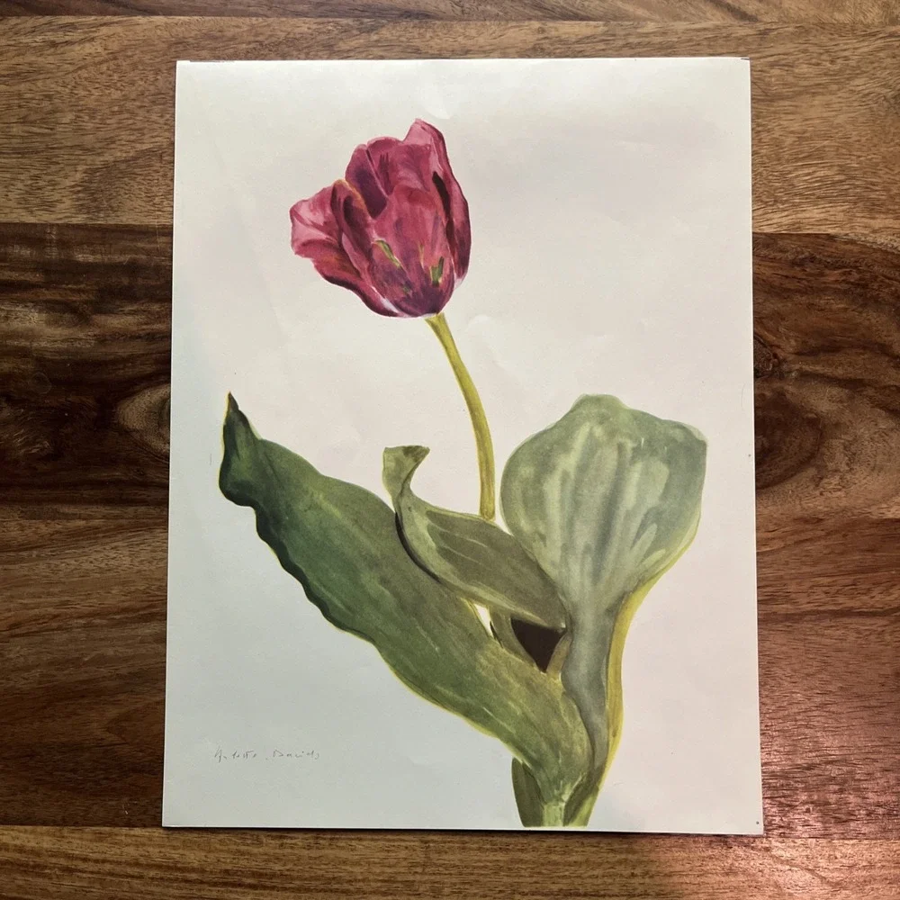 Vintage 1940s Arlette Davids Indus Triumph Tulip Liliaceae No 9 Botanical Print