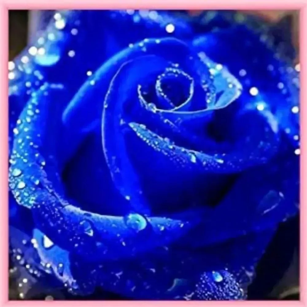 N/A blue rose