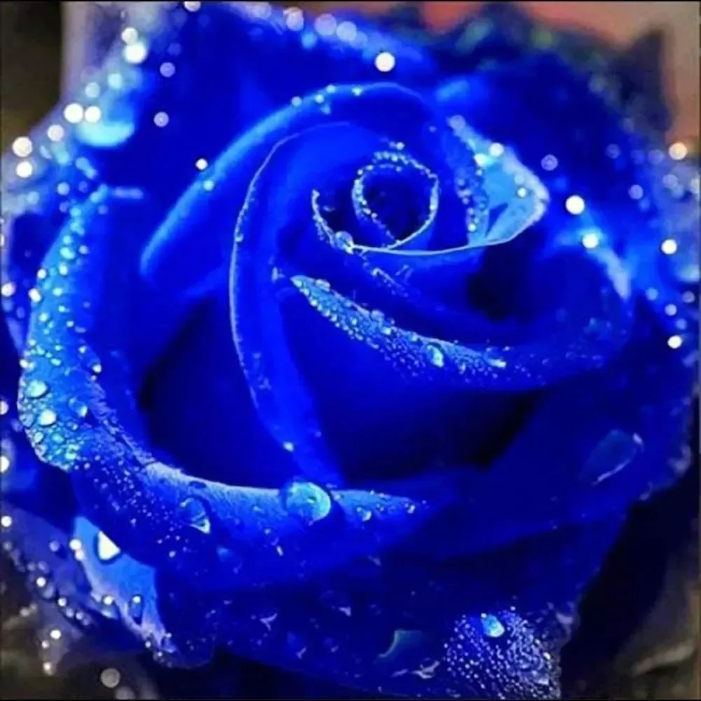 BLUE ROSE diamond painting!!