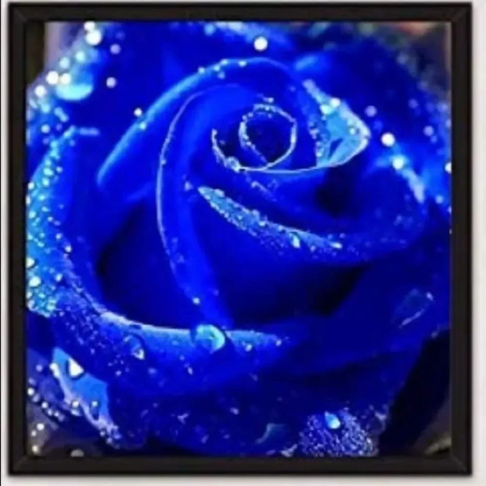 N/A blue rose