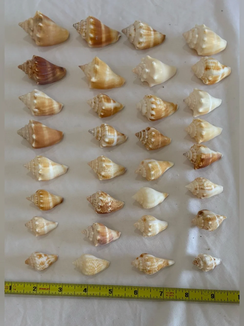 Natural Beach Conch Shells cleaned you